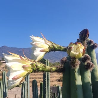 San Pedro XL (Echinopsis pachanoi)