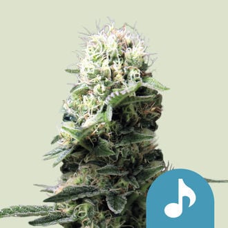 Dance World (Royal Queen Seeds) feminized