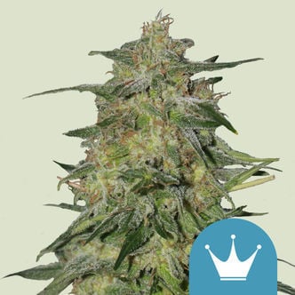 Royal Highness (Royal Queen Seeds) feminized