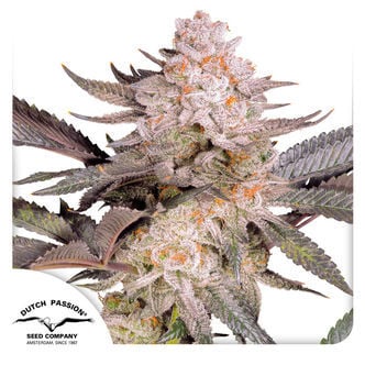 Orange Bud 2.0 (Dutch Passion) Feminized
