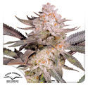 Orange Bud 2.0 (Dutch Passion) Feminized
