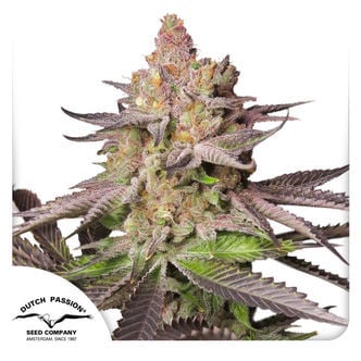 Melonade Runtz (Dutch Passion) Feminized