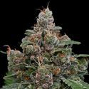 Sun of a Peach (Anesia Seeds) Feminized