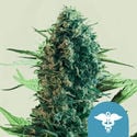 Royal Medic (Royal Queen Seeds) feminized