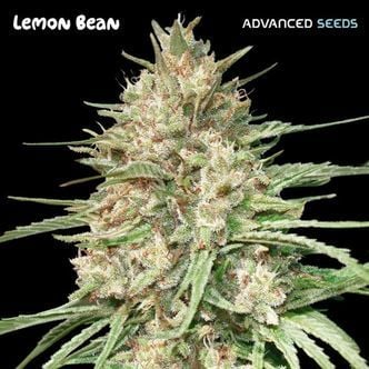 Lemon Bean (Advanced Seeds) Feminized