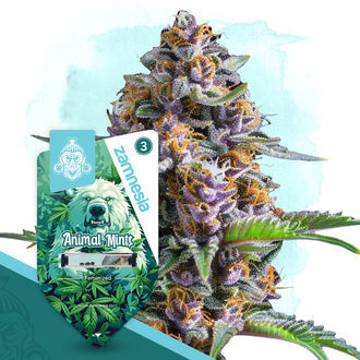 Wild Things Pack - Feminized Soorten