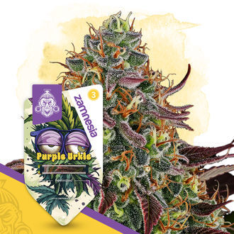 Rare Gems Pack - Feminized Strains