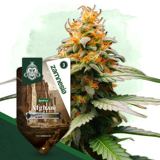 Landrace Pack - Feminized Soorten