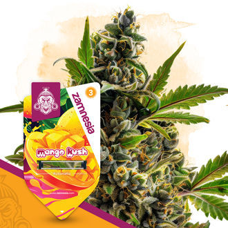 Club Tropicana Pack - Autoflowering Strains
