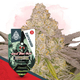 Full Throttle Pack - Autoflowering Strains