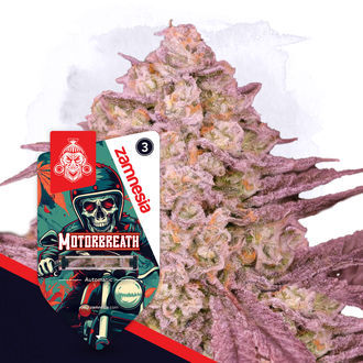 Full Throttle Pack - Autoflowering Strains