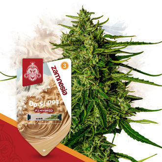 F1 Power Pack - F1 Hybride Zaden