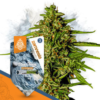 Super THC Pack - F1 Hybride zaden