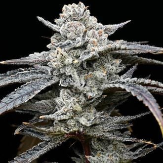 Lemon Cherry Gelato (Barney's Farm x Backpackboyz) Feminized