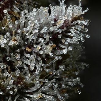 Lemon Cherry Gelato (Barney's Farm x Backpackboyz) Feminized