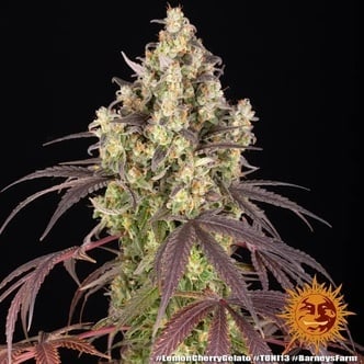 Lemon Cherry Gelato (Barney's Farm x Backpackboyz) Feminized