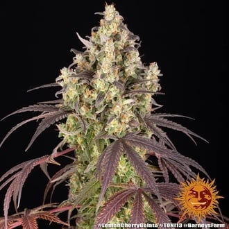 Lemon Cherry Gelato (Barney's Farm x Backpackboyz) Feminized