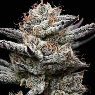 Black Cherry Gushers (Barney's Farm x Backpackboyz) Feminized