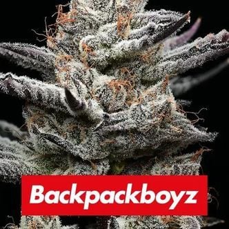 Black Cherry Gushers (Barney's Farm) Feminized