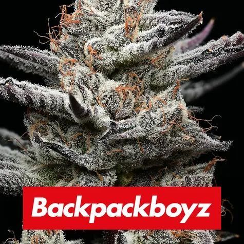 Bestel Black Cherry Gushers | Barney's Farm x Backpackboyz