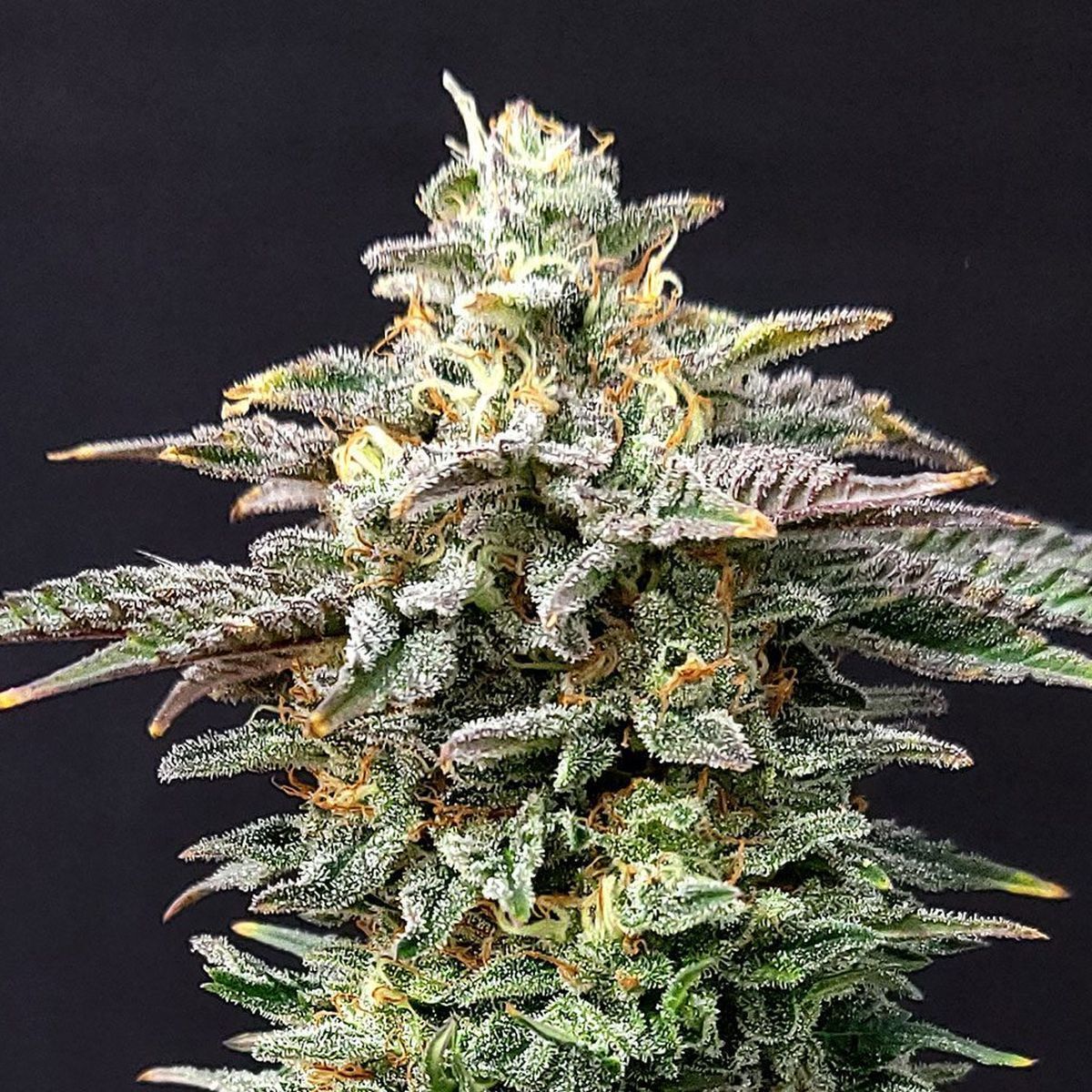 Koop Cherry Dream Feminized Zaden | Kannabia Seeds