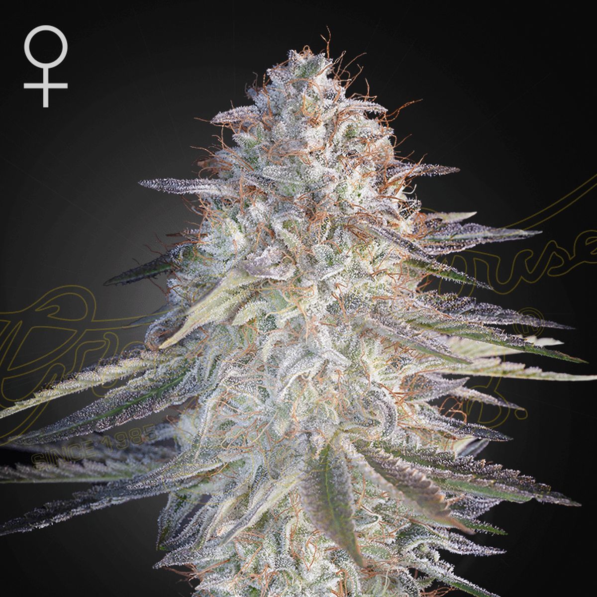 Koop Super Lemon Haze x Pink Candy Zaden | 28% THC