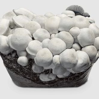 MycoBag 'Tidal Wave Ape'