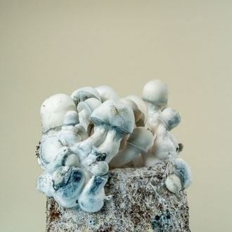 MycoBag 'Tidal Wave Ape'