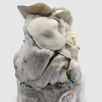 MycoBag 'Whitebilly'