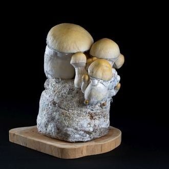 MycoBag 'Whitebilly'