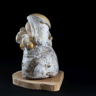 MycoBag 'Whitebilly'