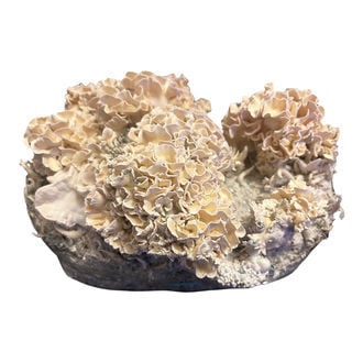 Zamnesia Ready-2-Grow Bag 'Enigma'