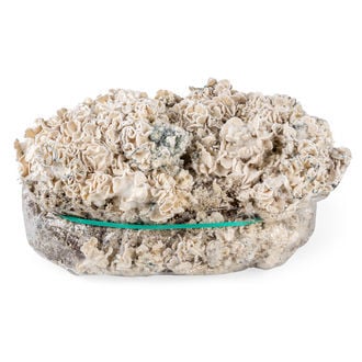 Zamnesia Ready-2-Grow Bag 'Enigma'