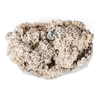 Zamnesia Ready-2-Grow Bag 'Enigma'