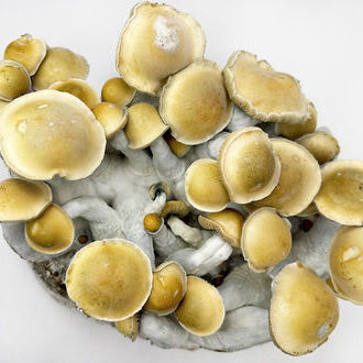 Zamnesia Ready-2-Grow Bag 'Makilla Gorilla'