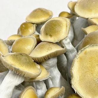 Zamnesia Ready-2-Grow Bag 'Makilla Gorilla'