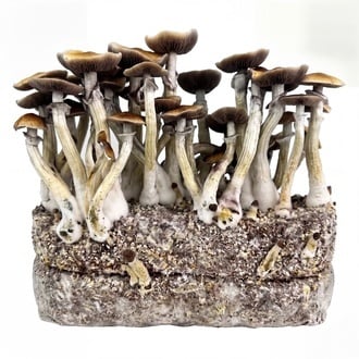 Zamnesia Ready-2-Grow Bag 'Jedi Mind Fuck'