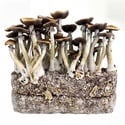 Zamnesia Ready-2-Grow Bag 'Jedi Mind Fuck'