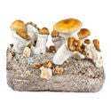 Zamnesia Ready-2-Grow Bag 'Hillbilly Pumpkin'