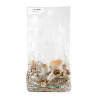 Zamnesia Ready-2-Grow Bag 'Hillbilly Pumpkin'