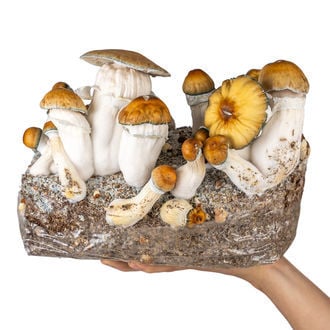 Zamnesia Ready-2-Grow Bag 'Hillbilly Pumpkin'