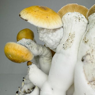 Zamnesia Ready-2-Grow Bag 'MVP'