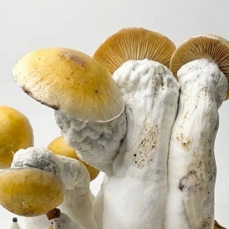 Zamnesia Ready-2-Grow Bag 'MVP'