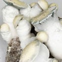 Zamnesia Ready-2-Grow Bag 'Jack Rabbit'
