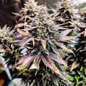 Mimosa (Pure Instinto) Feminized