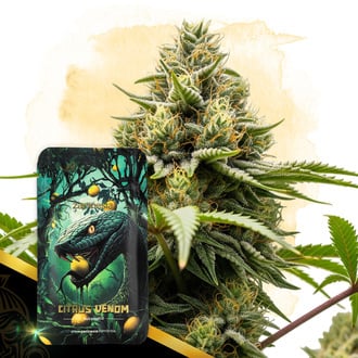 Citrus Venom Automatic (Zamnesia Seeds) Feminized