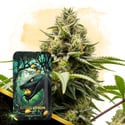 Citrus Venom Automatic (Zamnesia Seeds) Feminized