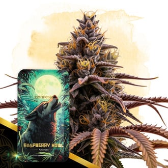 Raspberry Howl Automatic (Zamnesia Seeds) Feminized