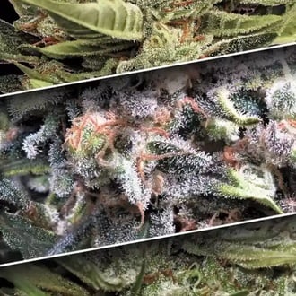 Auto Collection Pack 1 (Paradise Seeds) feminized