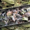 Auto Collection Pack 1 (Paradise Seeds) feminized
